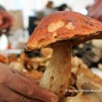 Hongos de recolección y cultivados comestibles.