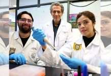 Medicina del futuro para las artes marciales gracias a Científicos del IPN que logran regenerar cartílago, hueso y músculo Científicos del IPN trabajando en laboratorio de biomedicina con cultivos de células madre.