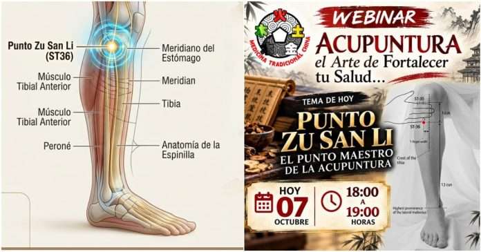 Ubicación y aplicación del punto de acupuntura Zu San Li conducido por Shifu Enrique Lozada.