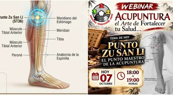 Revelarán los Secretos de Zu San Li, el Punto Maestro de la Acupuntura, en Transmisión En Vivo Ubicación y aplicación del punto de acupuntura Zu San Li conducido por Shifu Enrique Lozada.