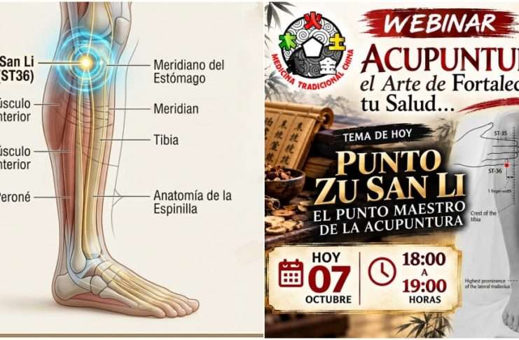 Revelarán los Secretos de Zu San Li, el Punto Maestro de la Acupuntura, en Transmisión En Vivo Ubicación y aplicación del punto de acupuntura Zu San Li conducido por Shifu Enrique Lozada.